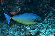 Naso hexacanthus-Maldives Lankan Manta-16m-20240422-da-DSC_5813_tn